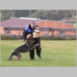 Dingo beim Ueberfall.JPG